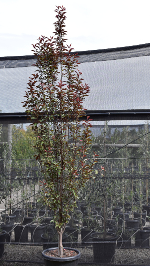 Prunus cerasifera <br />'Oakville Crimson Spire'  
